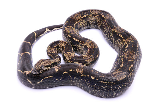 Boa constrictor imperator IMG