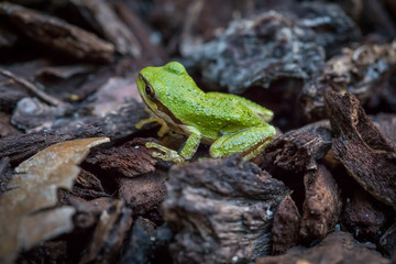Naklejka premium Green tree frog. 