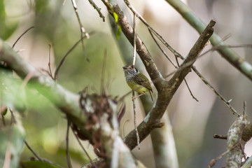 Miudinho (Myiornis auricularis) | Eared Pygmy-Tyrant photographed in Linhares, Espírito Santo - Southeast of Brazil. Atlantic Forest Biome.