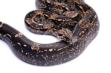 Boa constrictor imperator IMG