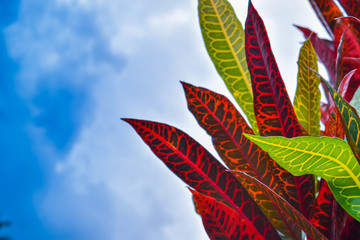 Codiaeum variegatum © chon078