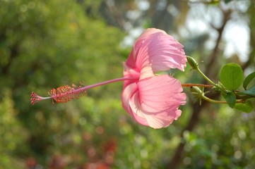Hibiscus Blossom