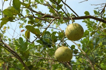Fruit on tree
