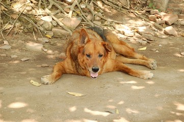 The dog  hot at Thailand