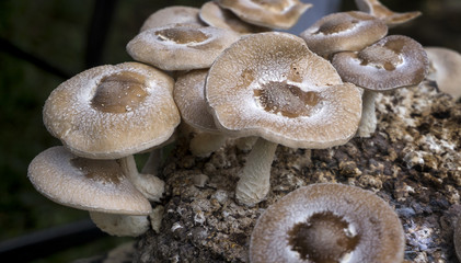 Shiitake Mushrooms