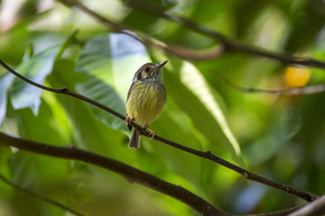 Miudinho (Myiornis auricularis) | Eared Pygmy-Tyrant photographed in Linhares, Espírito Santo - Southeast of Brazil. Atlantic Forest Biome.