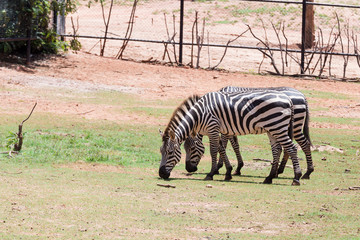 Fototapeta na wymiar Pictures zebra of animals Travel with family on holiday