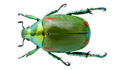 Callistethus stoliczkae