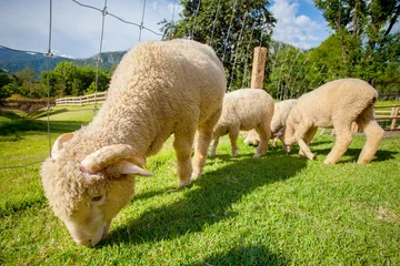 Papier Peint photo autocollant Moutons Troupeau de moutons mérinos dans une ferme rurale de ranch