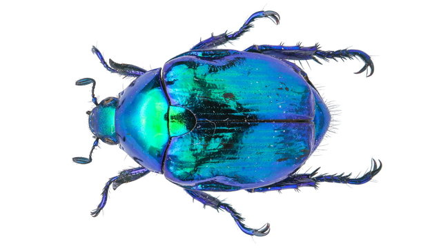 Callistopopillia davidis