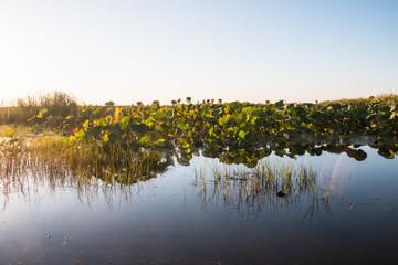 Autumn wetlands