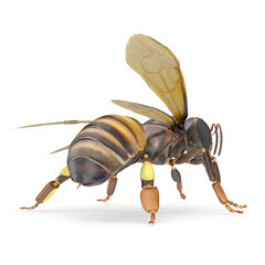 Bee isolated on the white. 3D illustration