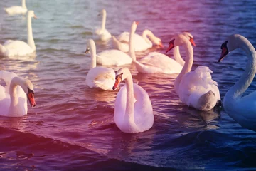 Papier peint photo  Photo of wonderful swans  © tanor27
