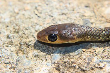 close up of Snake Head