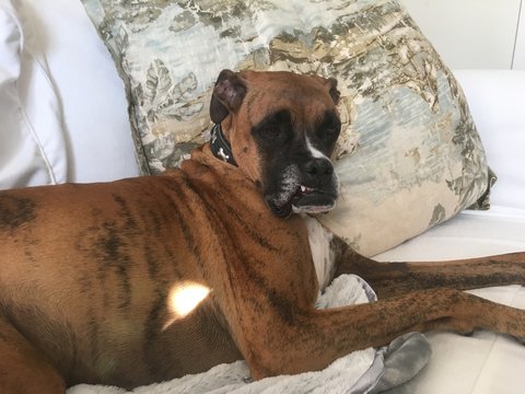 dog on a white couch takes a nap
