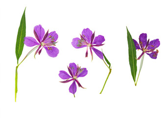 Pressed and dried delicate purple flowers willow-herb (epilobium), isolated