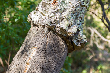 Peeled cork oak