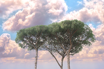 Fototapeta na wymiar Maritime Pine tree group near Rome, Italy