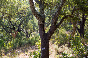 Fototapeta na wymiar Plantation of cork oaks