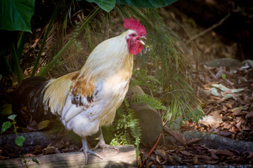 Crowing Rooster