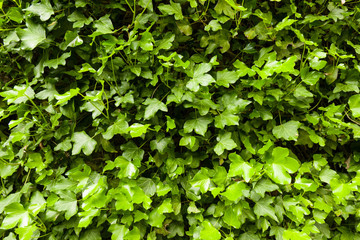 Fototapeta na wymiar Ivy leaves