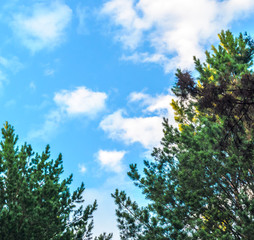 Clouds in the blue sky and branches of trees