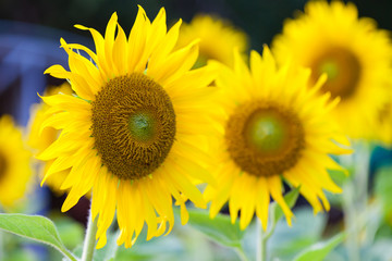 Naklejka premium Field of sunflowers.