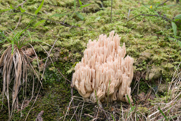 Coral mushroom, Ramaria pallida growing among moss