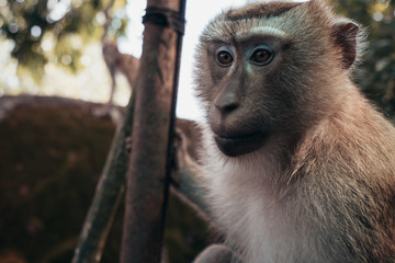 Portrait of a Macaque in Thailand.