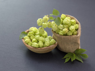Fresh green hops in burlap bag. 