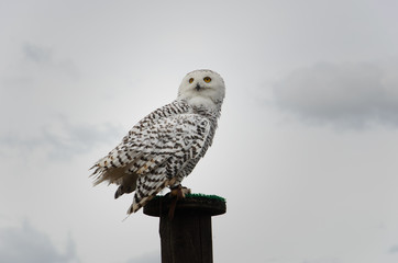 Snow owl