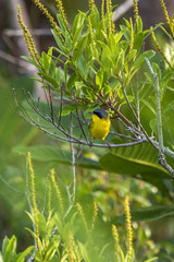 Pia-cobra (Geothlypis aequinoctialis) | Masked Yellowthroat photographed in Linhares, Espírito Santo - Southeast of Brazil. Atlantic Forest Biome.