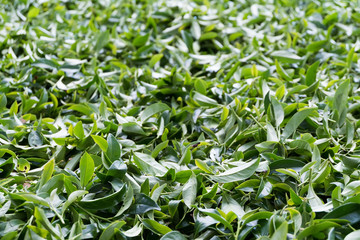 Tea leaves.Tea leaves collecting area in estate