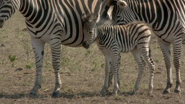 Plains Zebra (Equus quagga burchellii )  foal close-up with mare and juvenile beside