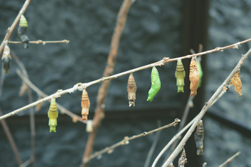 The pupa of butterflies hanging on the twig.