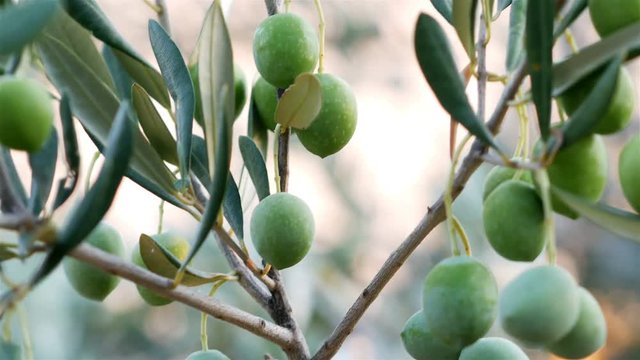 Green olive fruits hanging on the olive tree close up