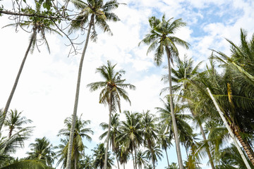 coconut tree background