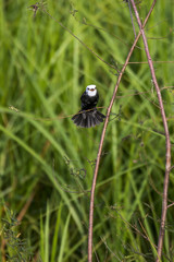 Freirinha (Arundinicola leucocephala) | White-headed Marsh Tyrant photographed in Linhares, Espírito Santo - Southeast of Brazil. Atlantic Forest Biome.
