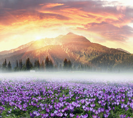 Obrazy na Szkle  Kwiatowa górska wiosna