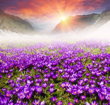 Floral mountain spring