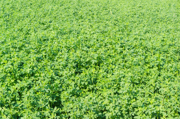 Fototapeta na wymiar Background of field with the alfalfa crops