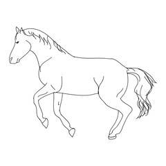 The contour of the horse on white background, vector illustration