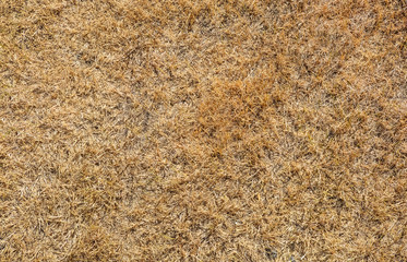 Texture  of brown grass dried on sunlight. Dry grass texture background