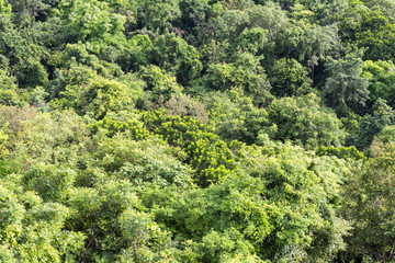 Fototapeta na wymiar View from above, leaves, trees.