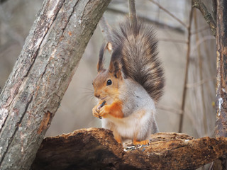 Fototapeta premium squirrel in the park