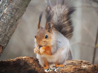 squirrel in the park