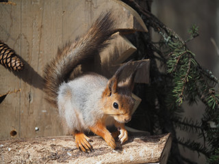 squirrel in the park