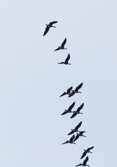 a flock of geese in the sky. Autumn