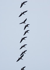 a flock of geese in the sky. Autumn