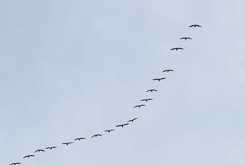 a flock of geese in the sky. Autumn